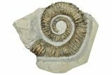 Aegocrioceras Heteromorph Ammonite - Germany #293086-1